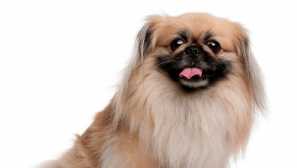 Пекингзе - малко безстрашен лъв